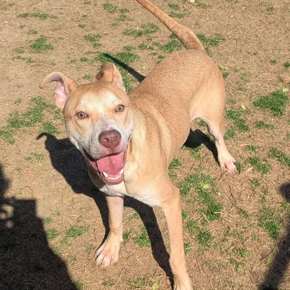 LUKA Available NOW - ADOPTION or RESCUE!, a Adoptable Mixed Breed in Nashville, NC image 3/3