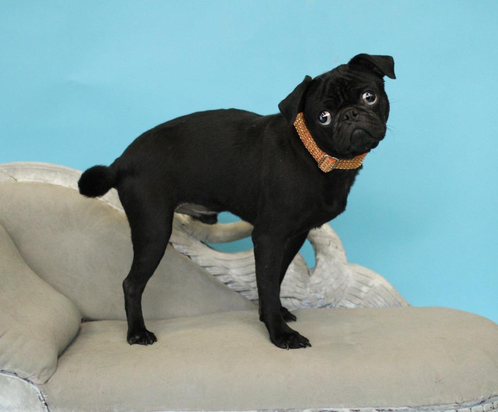 Pugsley