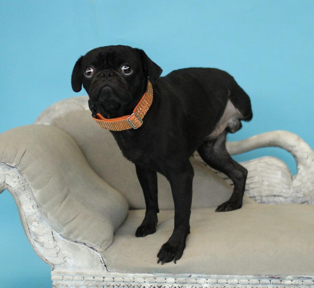 Pugsley