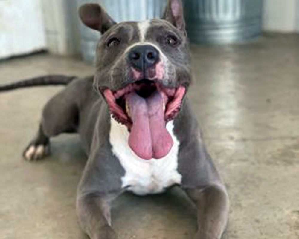 Enlarge Chunk, a Adoptable mixed breed in Eagle, ID image 1/1