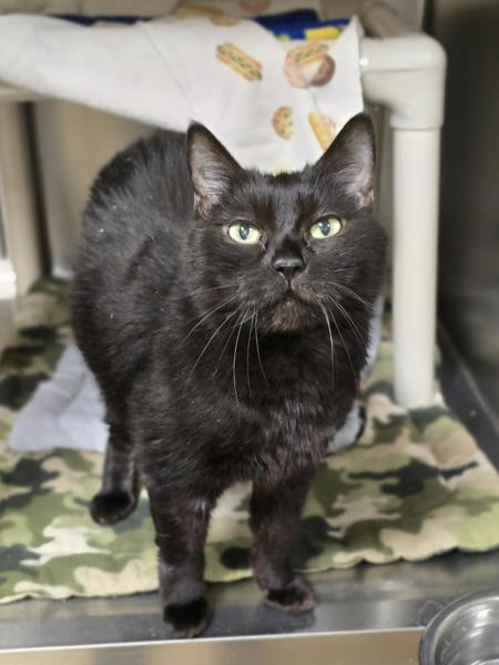 Enlarge Nanny Mcphee, a Adoptable mixed breed in Vancouver, WA image 1/1