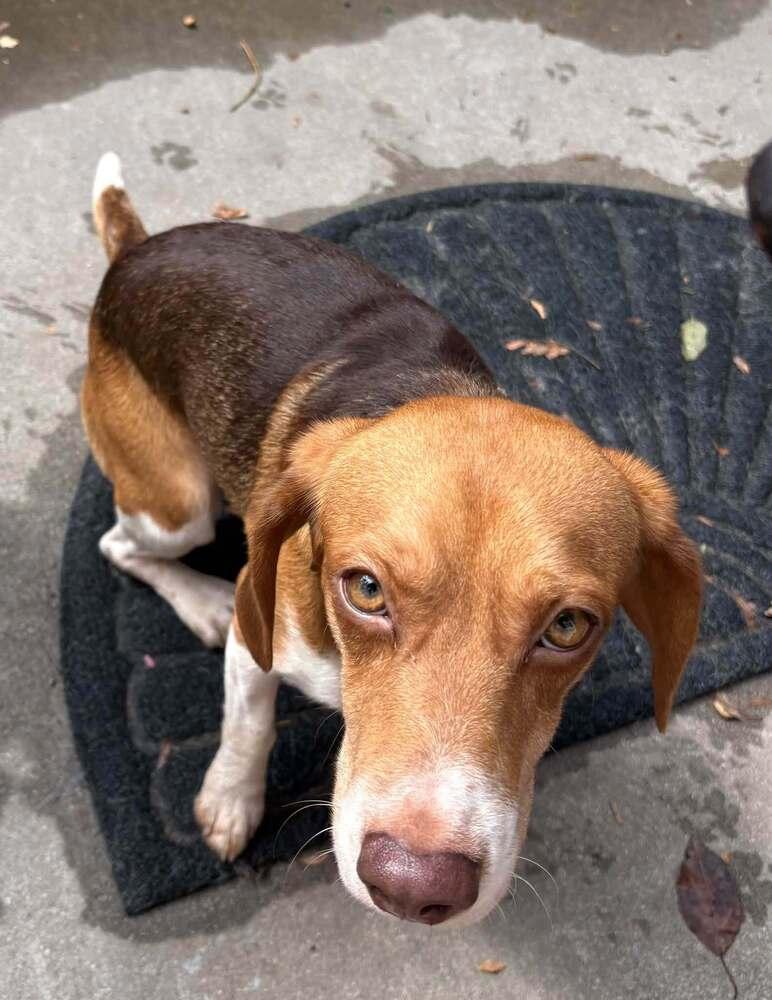 Enlarge Mac Daddy - fostered in Omaha, a Adoptable Beagle in Shawnee Mission, KS image 1/2