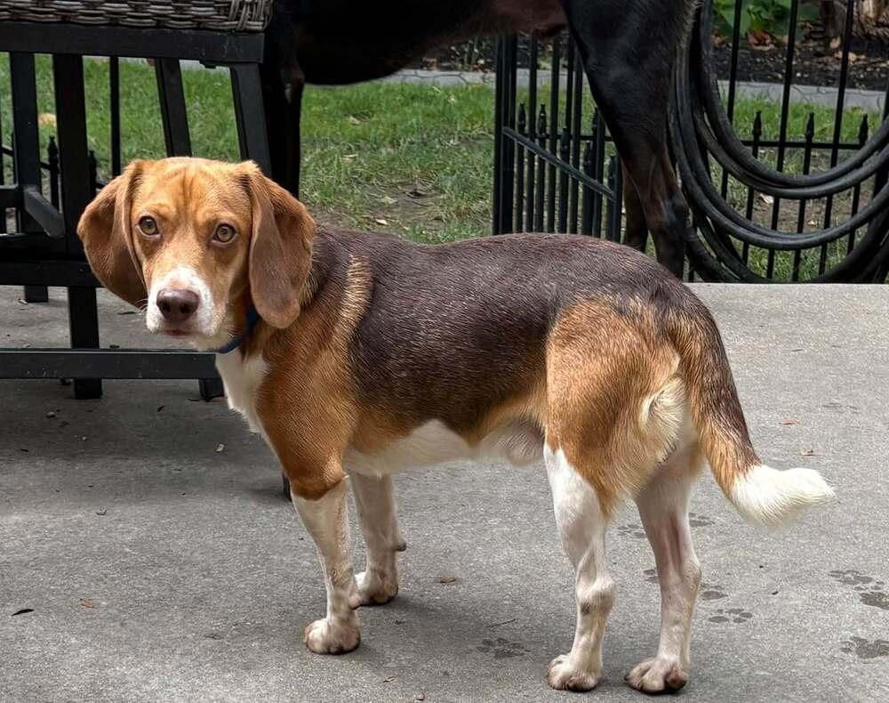 Enlarge Mac Daddy - fostered in Omaha, a Adoptable Beagle in Shawnee Mission, KS image 2/2