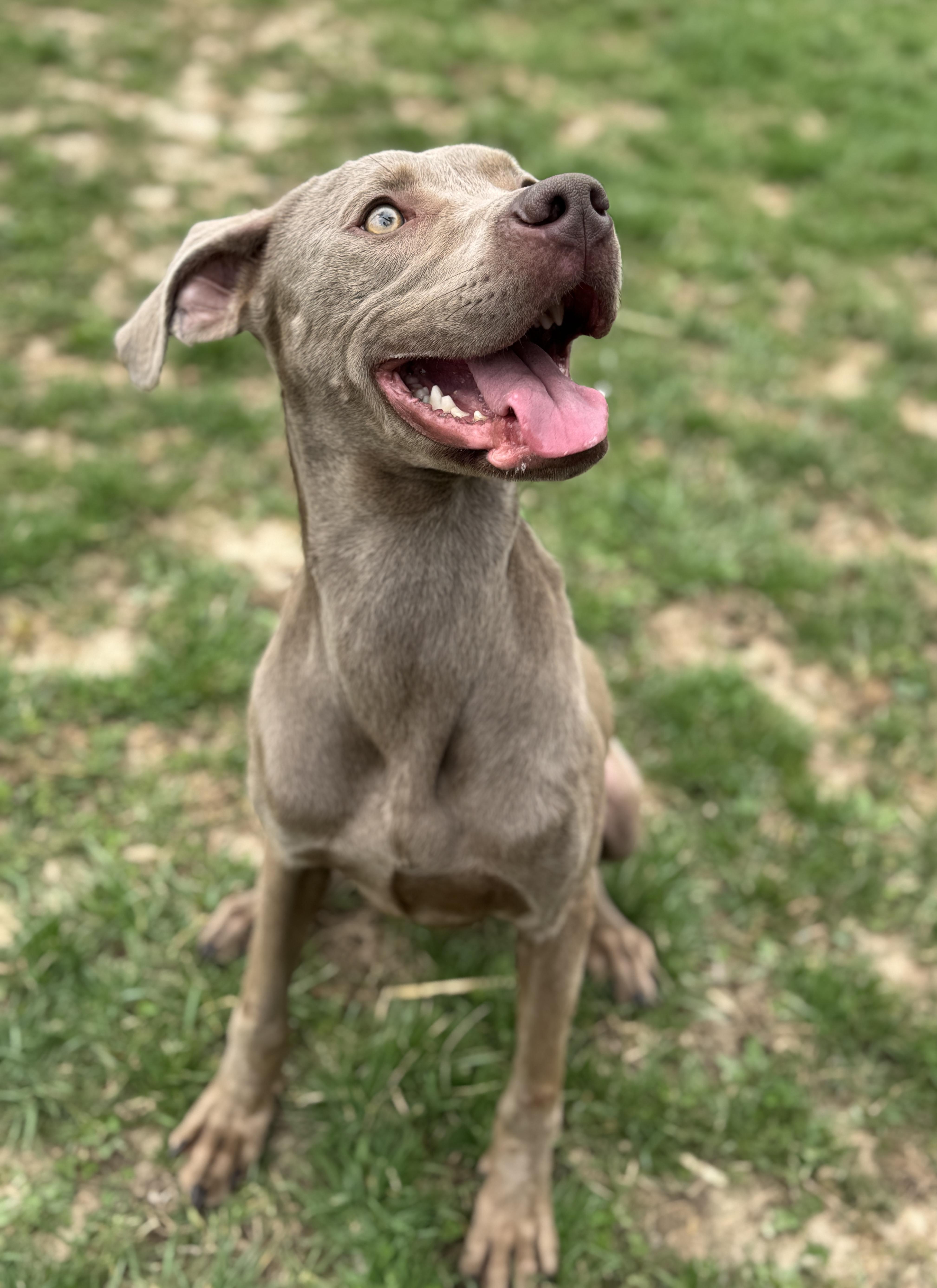Misty, an adoptable Weimaraner in Bedford, IN, 47421 | Photo Image 4