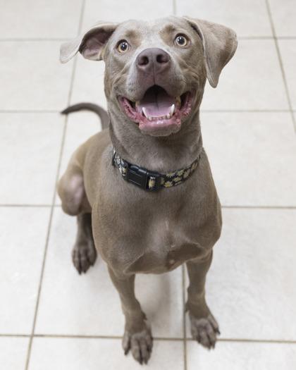 Misty, an adoptable Weimaraner in Bedford, IN, 47421 | Photo Image 1
