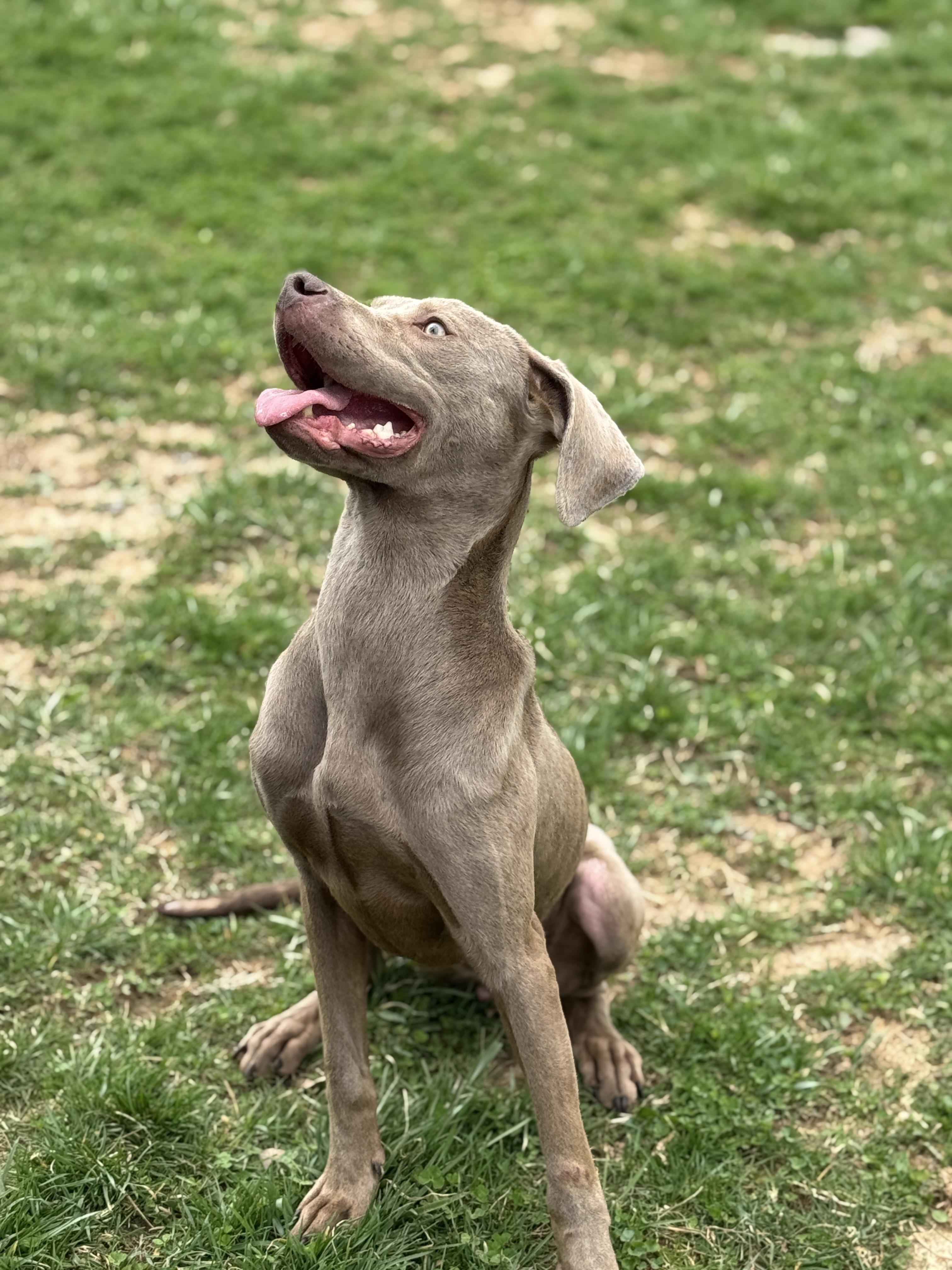 Misty, an adoptable Weimaraner in Bedford, IN, 47421 | Photo Image 3