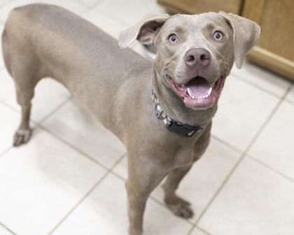 Misty, an adoptable Weimaraner in Bedford, IN, 47421 | Photo Image 5