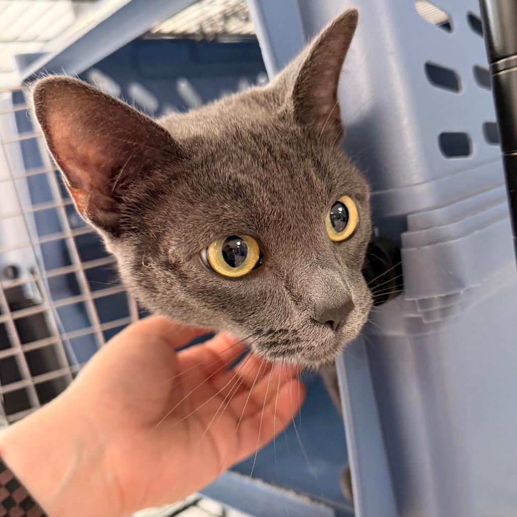 Katarina, Adoptable, Adult Female Domestic Short Hair.