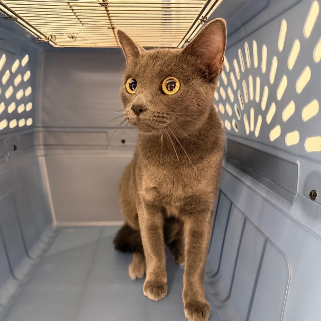 Enlarge Katarina, a Adoptable Domestic Short Hair in Indianapolis, IN image 2/2
