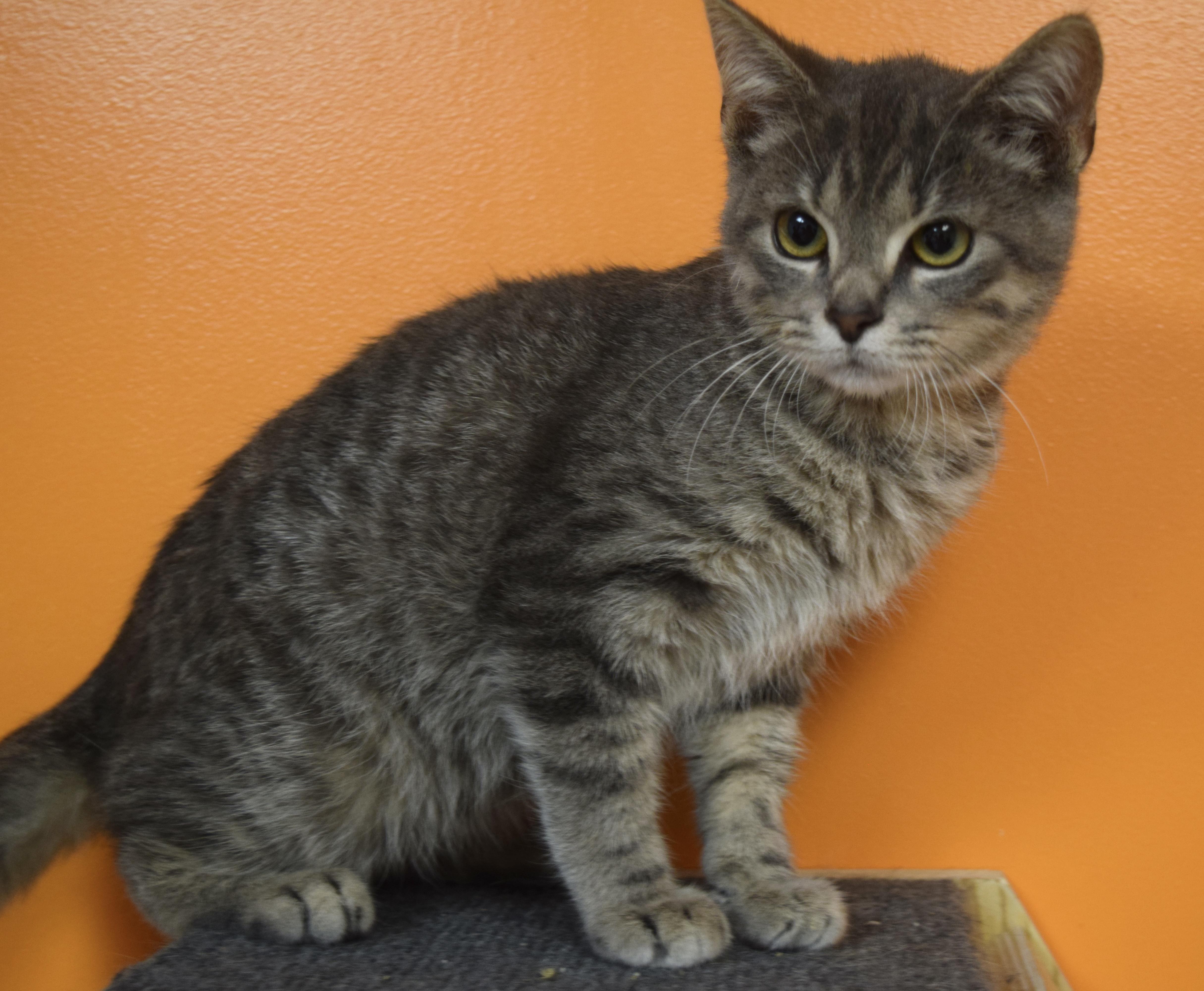 Enlarge Hawk, a Adoptable Domestic Short Hair in Muncie, IN image 1/3