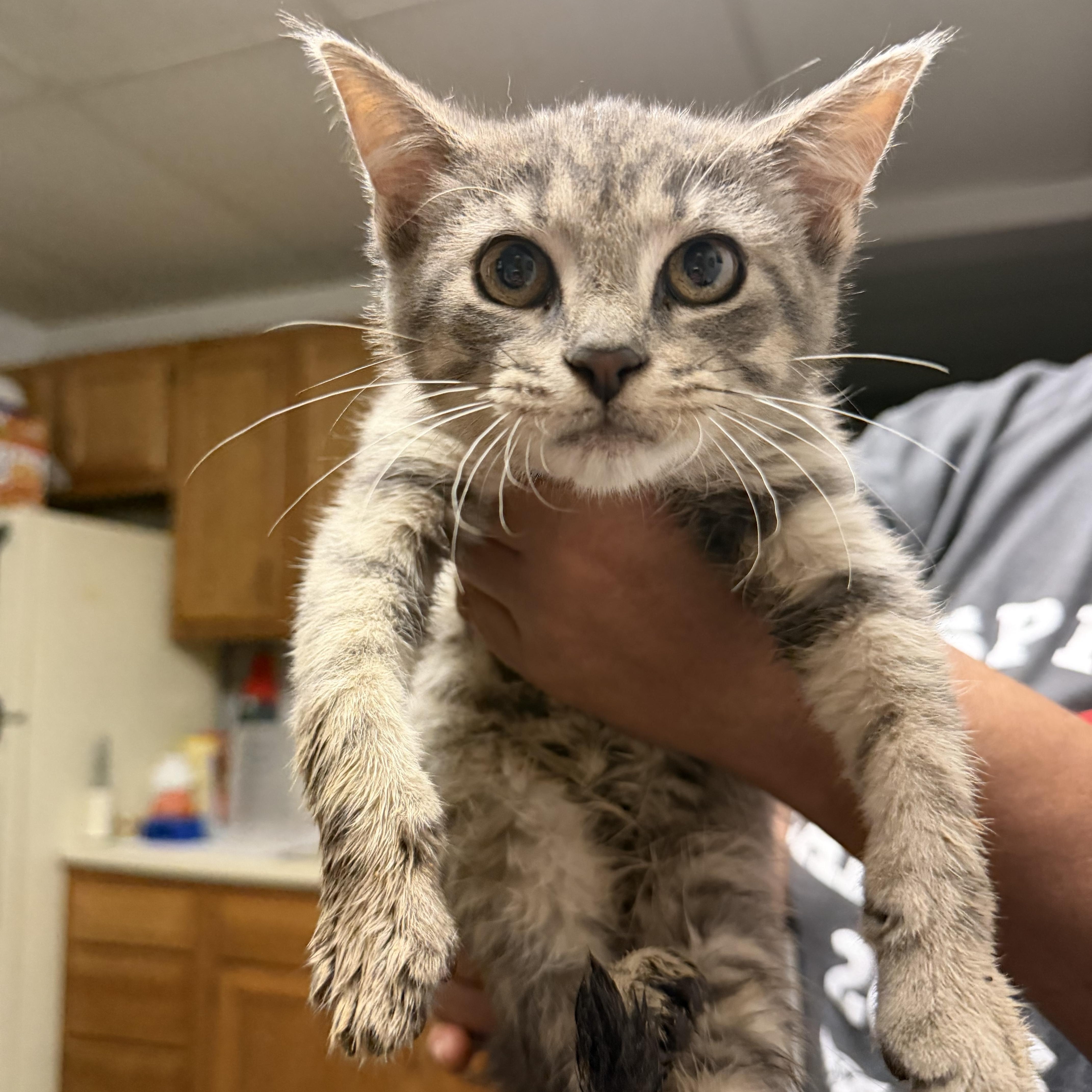 Hawk, ADOPTABLE, Kitten Male Domestic Short Hair.