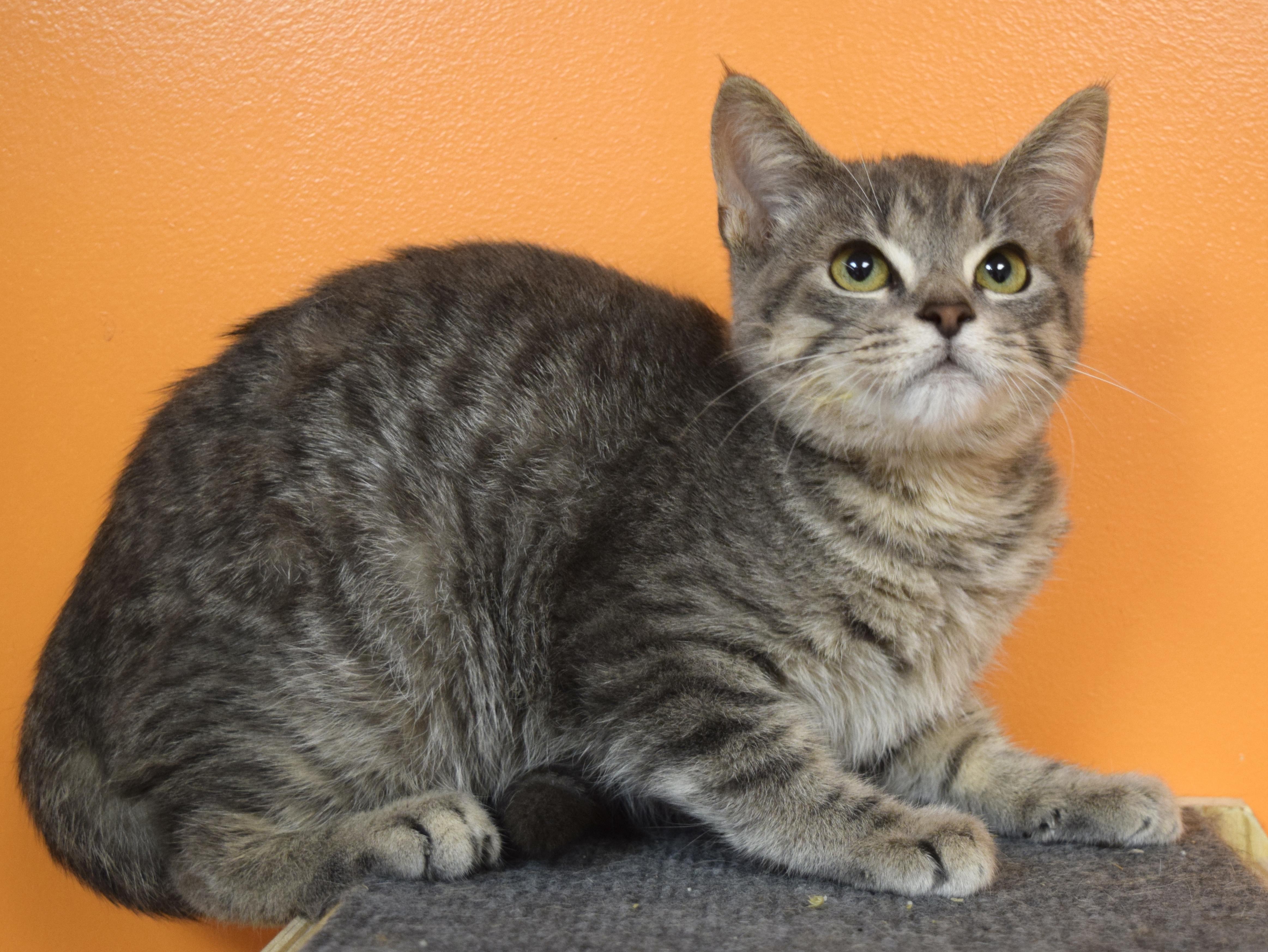 Enlarge Hawk, a Adoptable Domestic Short Hair in Muncie, IN image 2/3