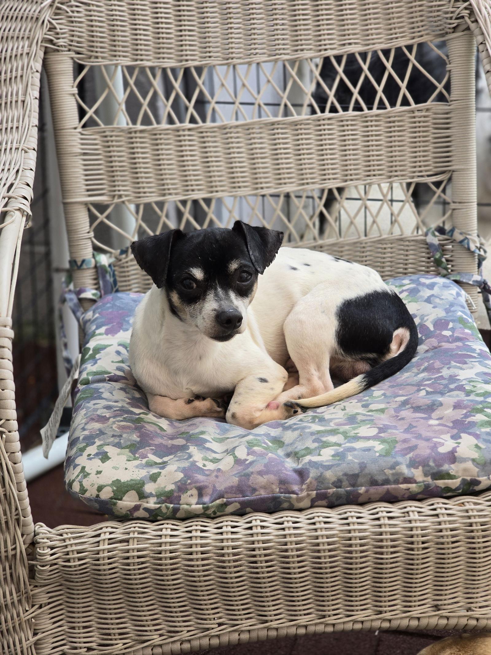 Enlarge Panda Prowler, a Adopted Chihuahua in Salt Lake City, UT image 1/3