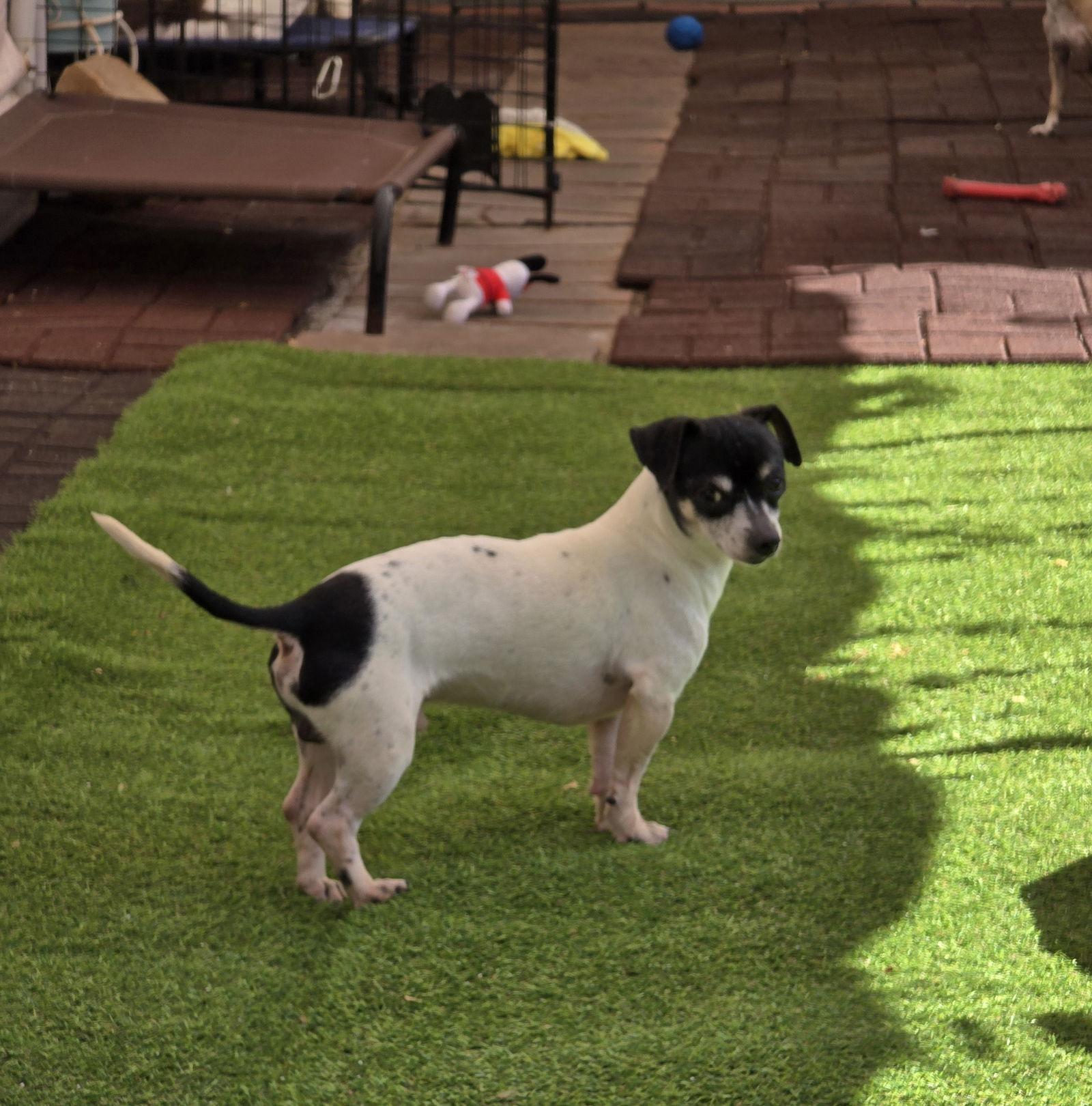 Enlarge Panda Prowler, a Adopted Chihuahua in Salt Lake City, UT image 2/3