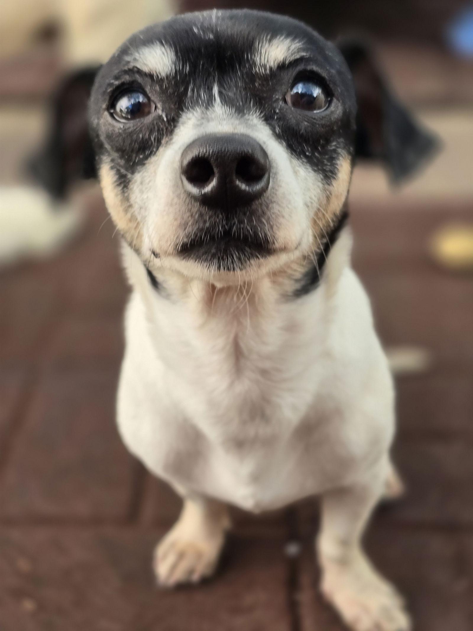 Enlarge Panda Prowler, a Adopted Chihuahua in Salt Lake City, UT image 3/3