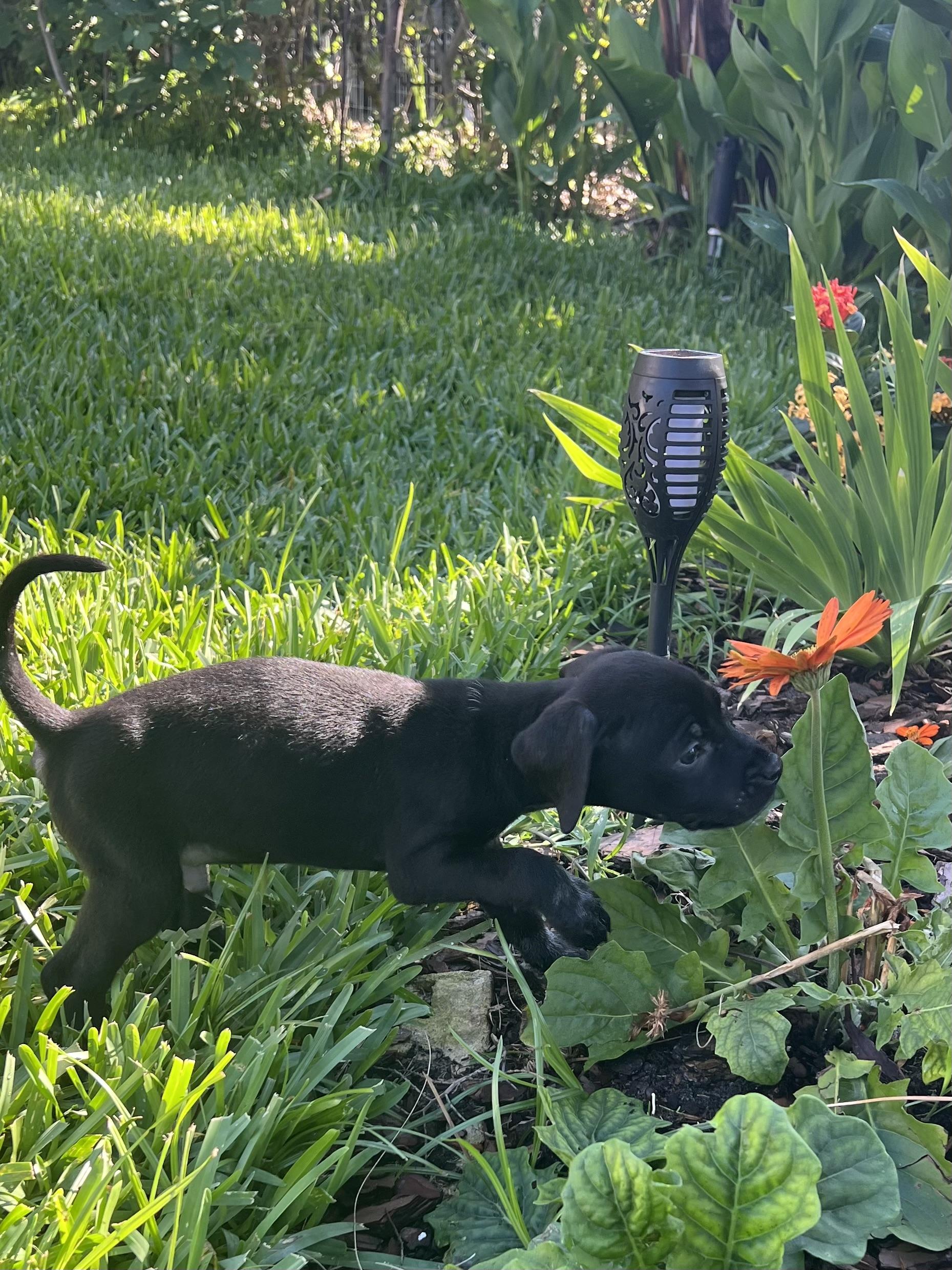 Enlarge Kevin, an adopted mixed breed in St Augustine, FL image 4/5
