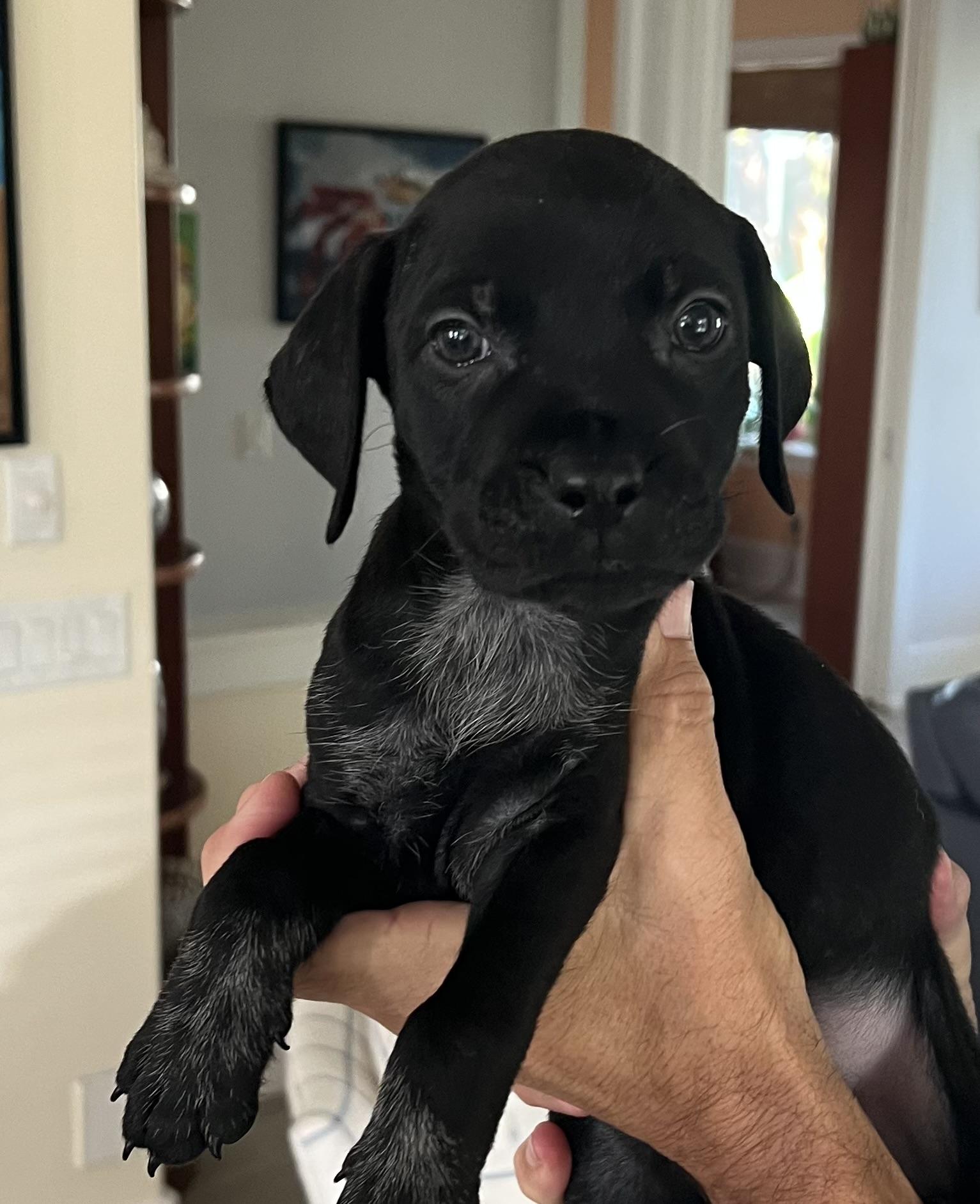 Enlarge Kevin, an adopted mixed breed in St Augustine, FL image 1/5