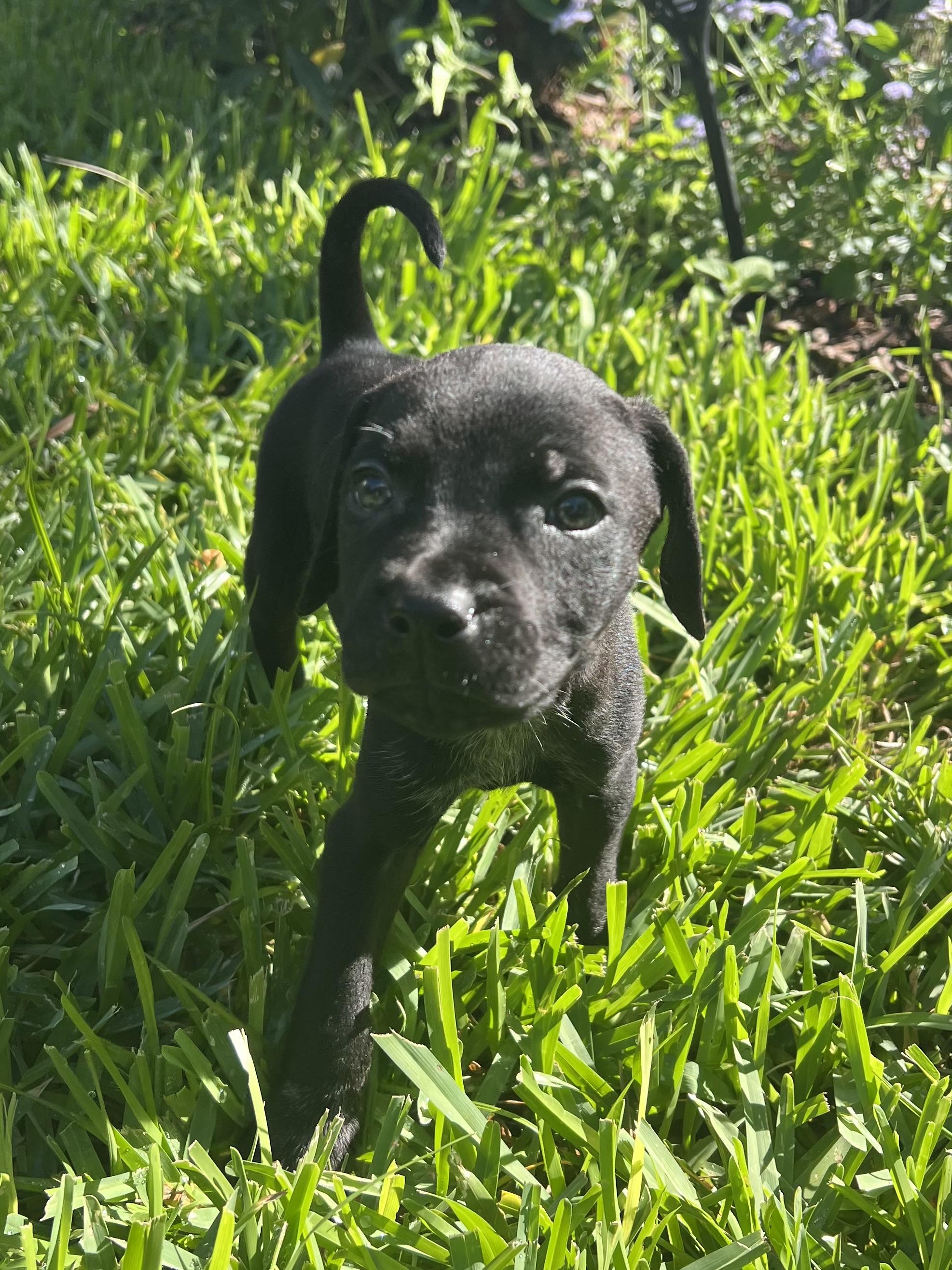 Enlarge Kevin, an adopted mixed breed in St Augustine, FL image 2/5