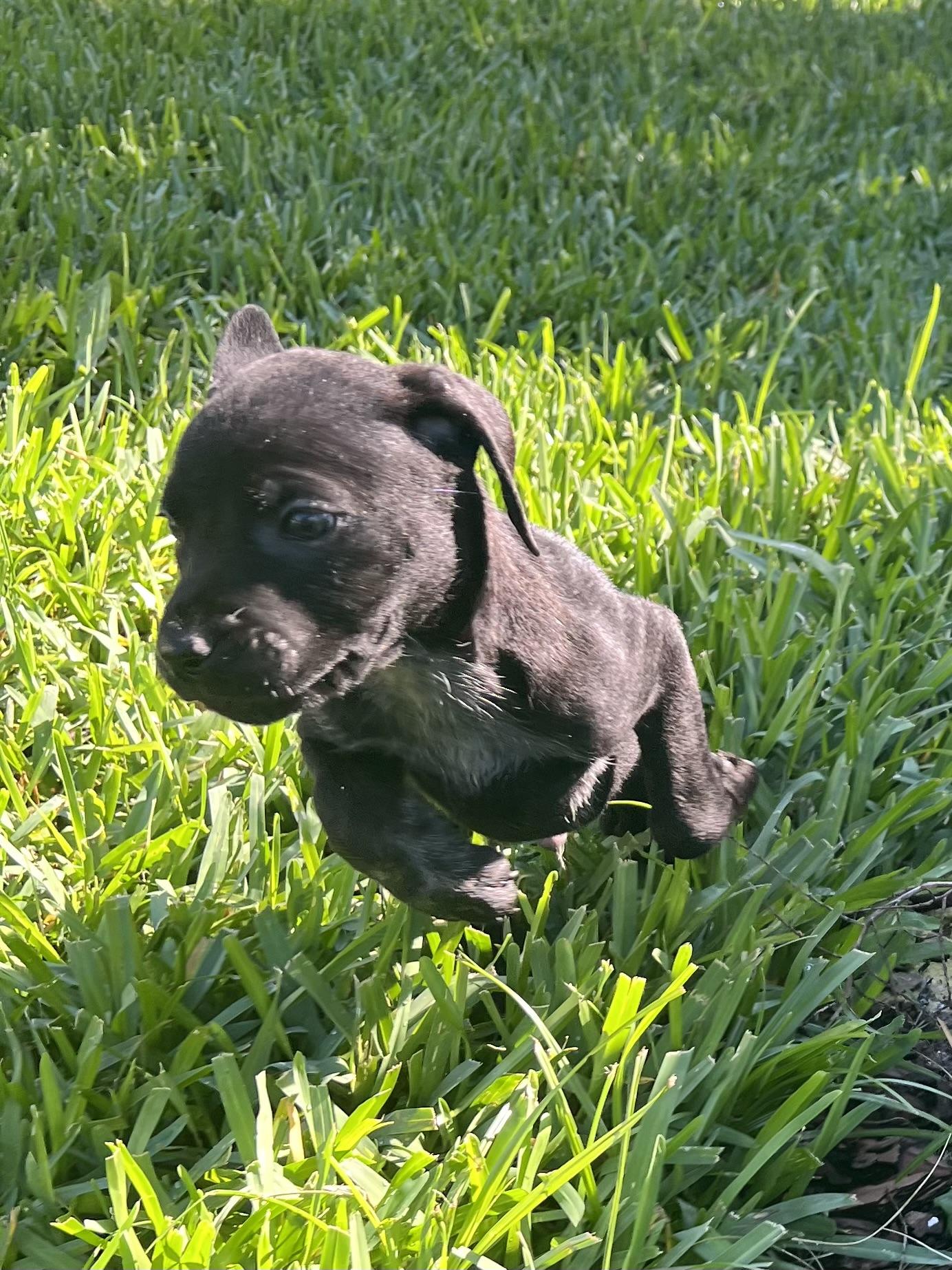 Enlarge Kevin, an adopted mixed breed in St Augustine, FL image 3/5