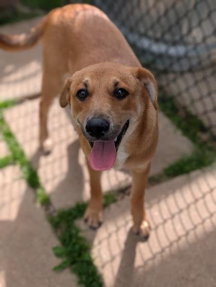Enlarge Clifford, a Adoptable mixed breed in Mansfield, TX image 1/1
