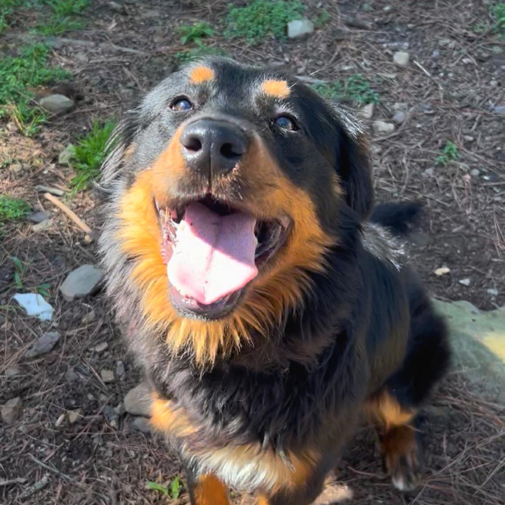 Roddy — thumbnail 2