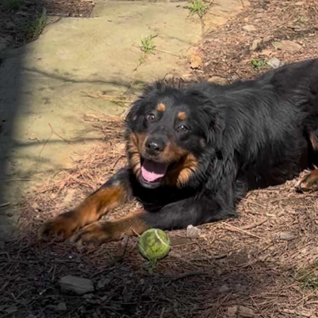 Roddy — thumbnail 3