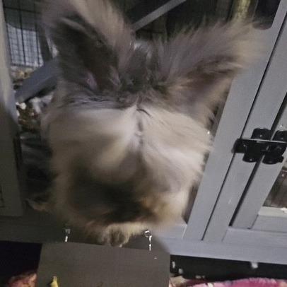 Petie, Adoptable, Adult Male Lionhead.