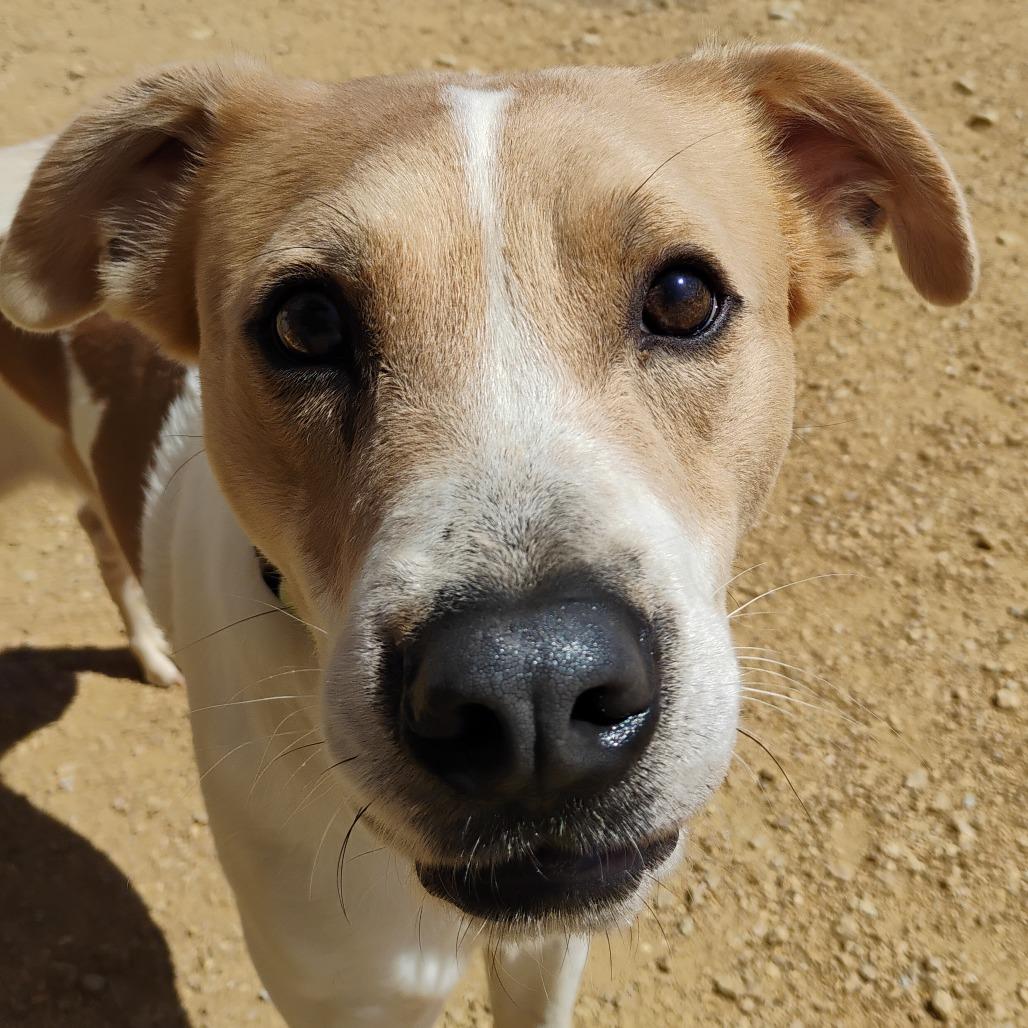 Enlarge Prince, a Adoptable Retriever in Bentonville, AR image 1/5