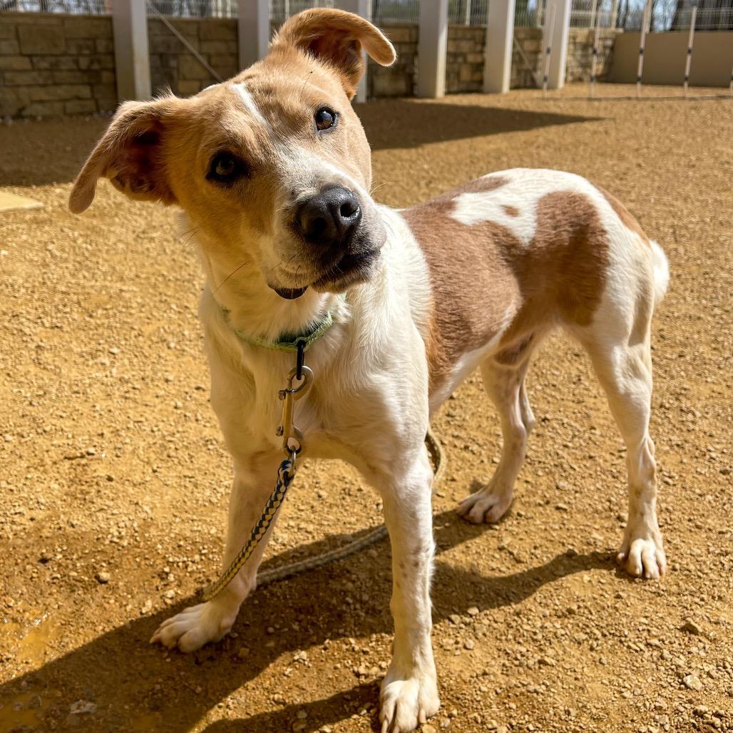 Enlarge Prince, a Adoptable Retriever in Bentonville, AR image 2/5