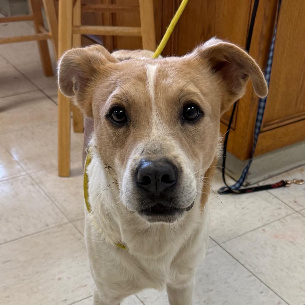 Enlarge Prince, a Adoptable Retriever in Bentonville, AR image 3/5
