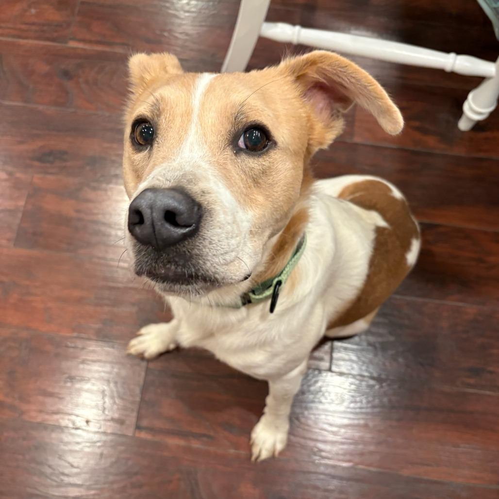 Enlarge Prince, a Adoptable Retriever in Bentonville, AR image 4/5