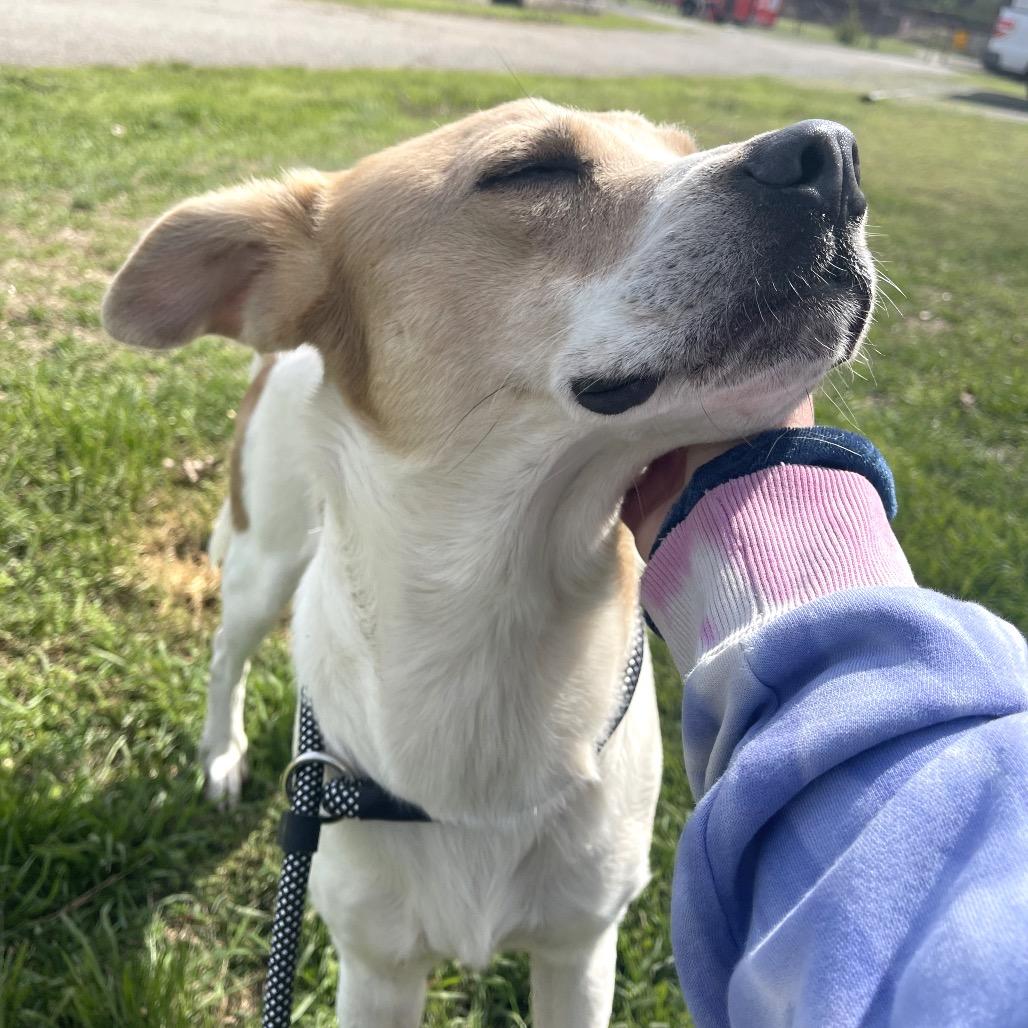 Enlarge Prince, a Adoptable Retriever in Bentonville, AR image 5/5