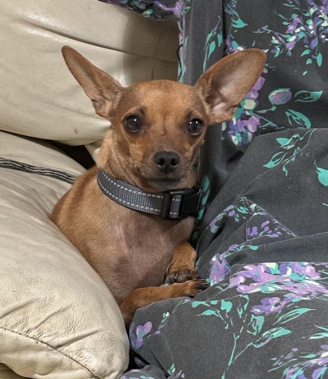 Peanut, ADOPTABLE, Young Male Chihuahua.