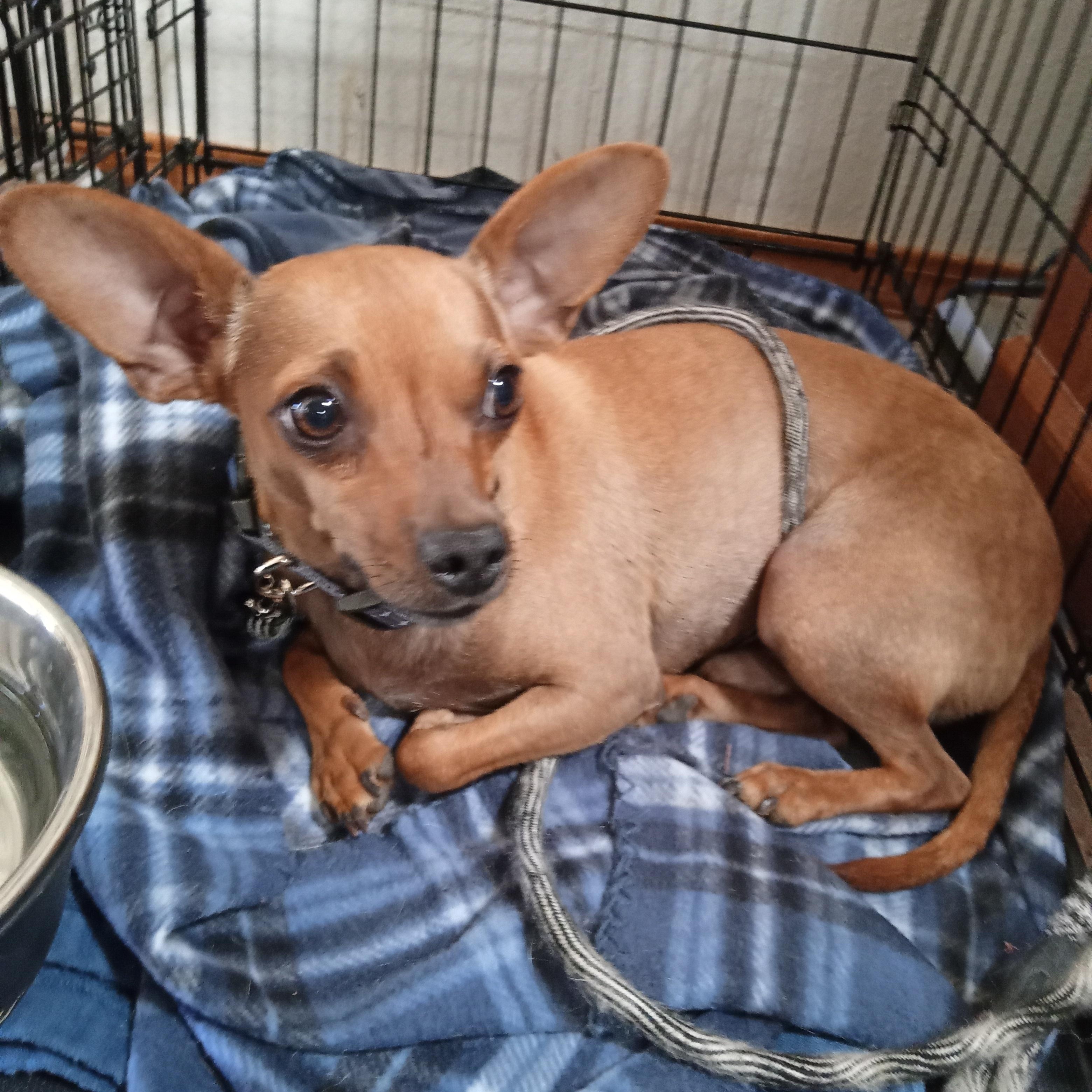 Peanut, ADOPTABLE, Young Male Chihuahua.
