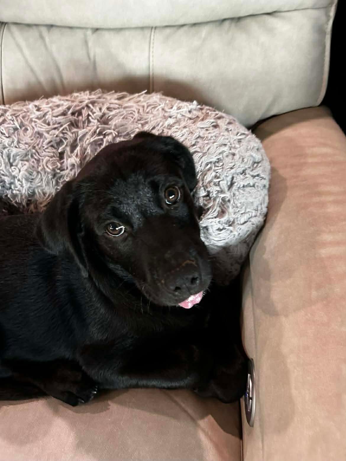 Sebastian, a Adoptable mixed breed in Foley, AL image 3/4