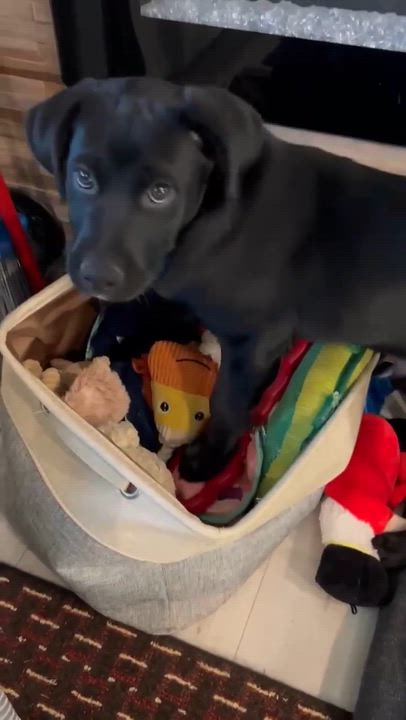 Enlarge Sebastian, a Adoptable mixed breed in Foley, AL video 4/4