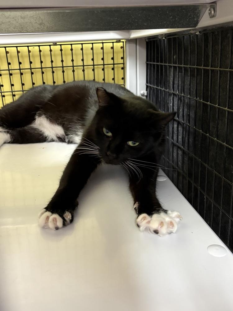 Star, Adoptable, Young Female Domestic Short Hair.