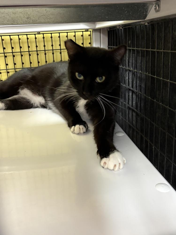 Enlarge Star, a Adoptable Domestic Short Hair in Orlando, FL image 2/2