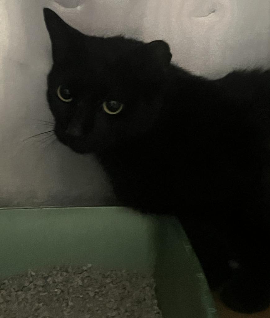 Dany, Adoptable, Young Male Domestic Short Hair.