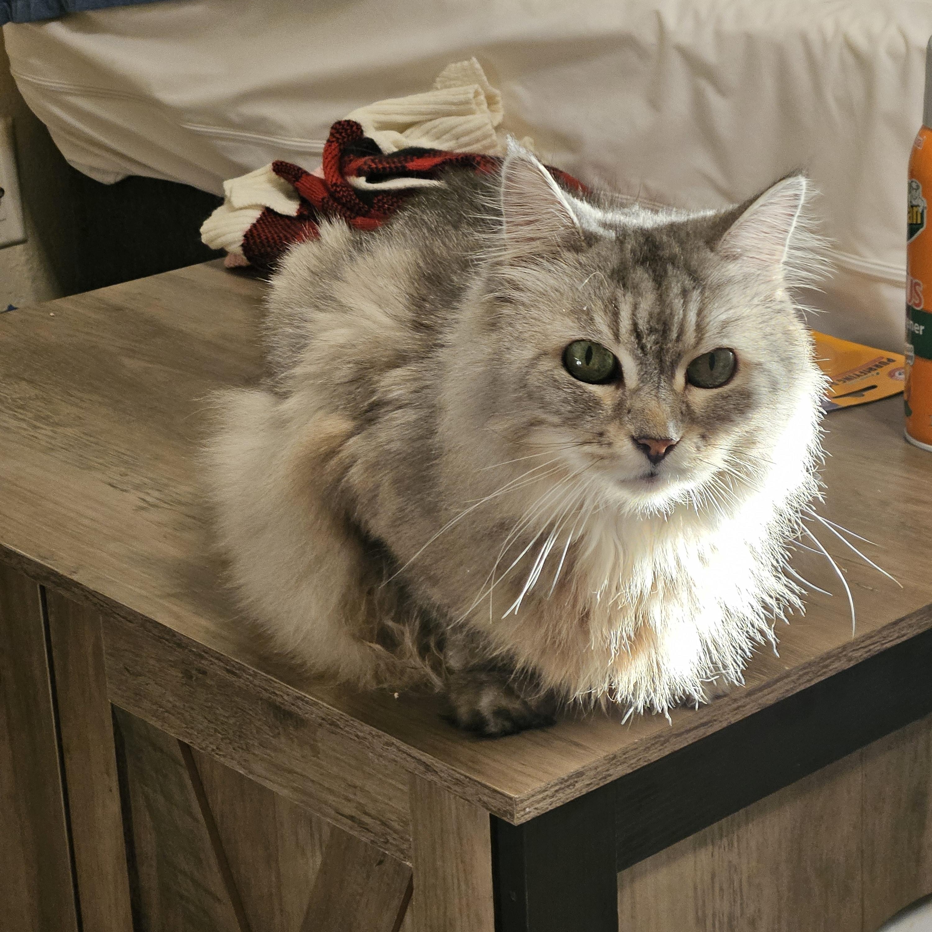 Miley, Adoptable, Senior Female Persian.