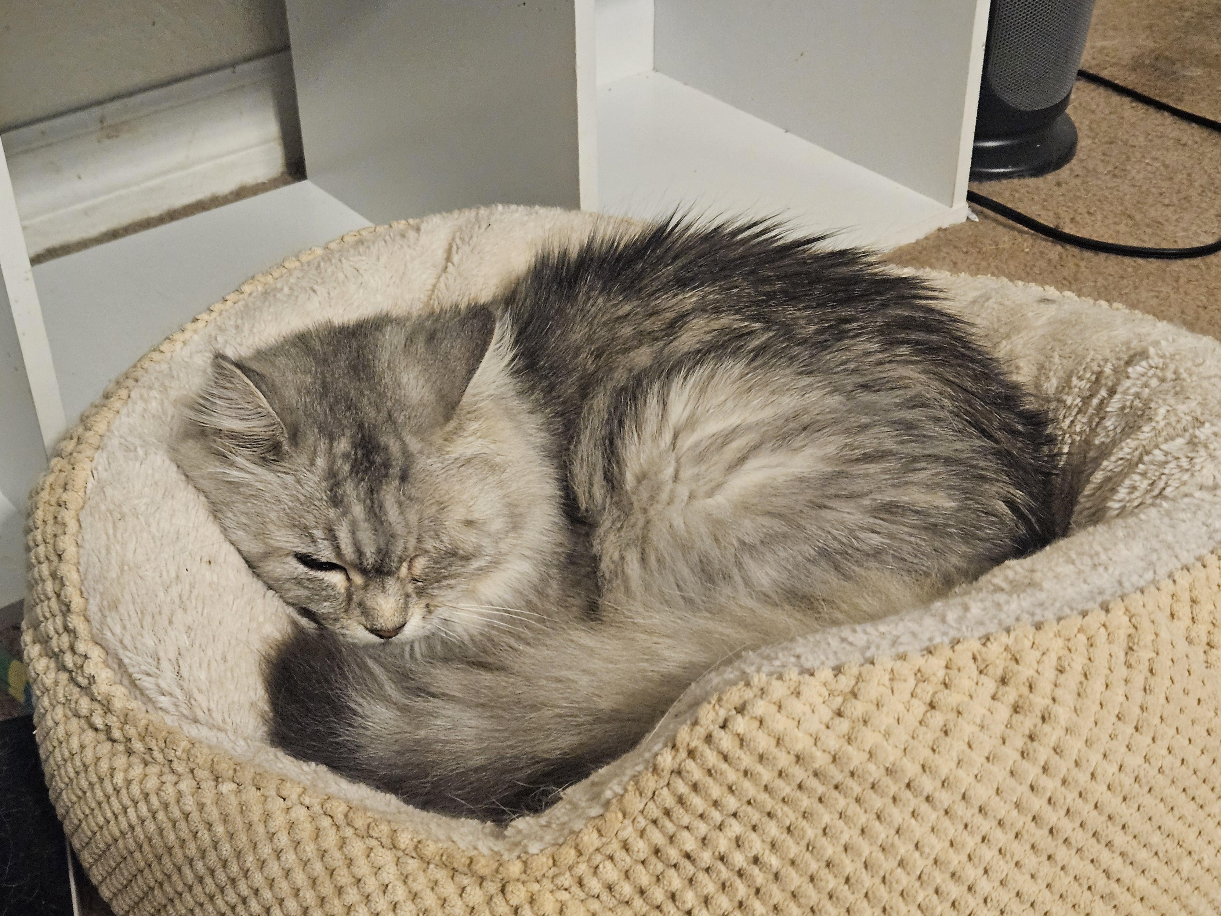 Enlarge Miley, a Adoptable Persian in Orlando, FL image 3/4