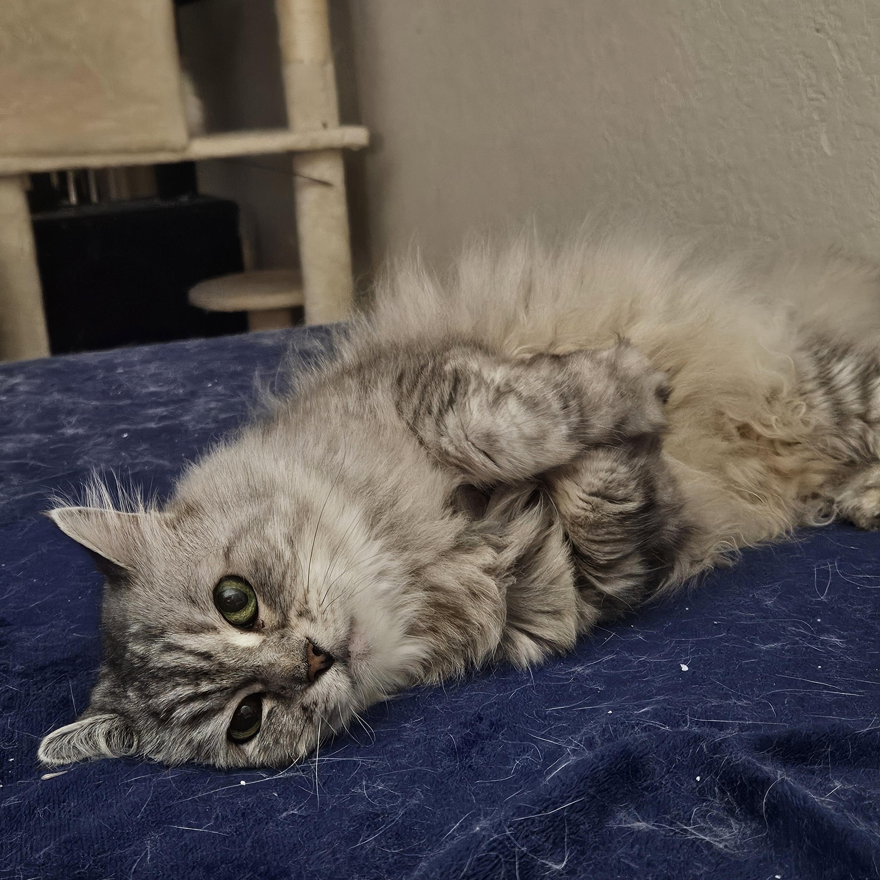 Miley, Adoptable, Senior Female Persian.
