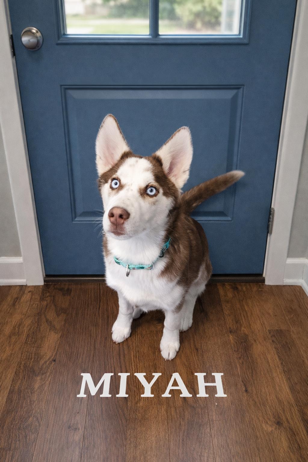 Miyah, ADOPTABLE, Young Female Husky.