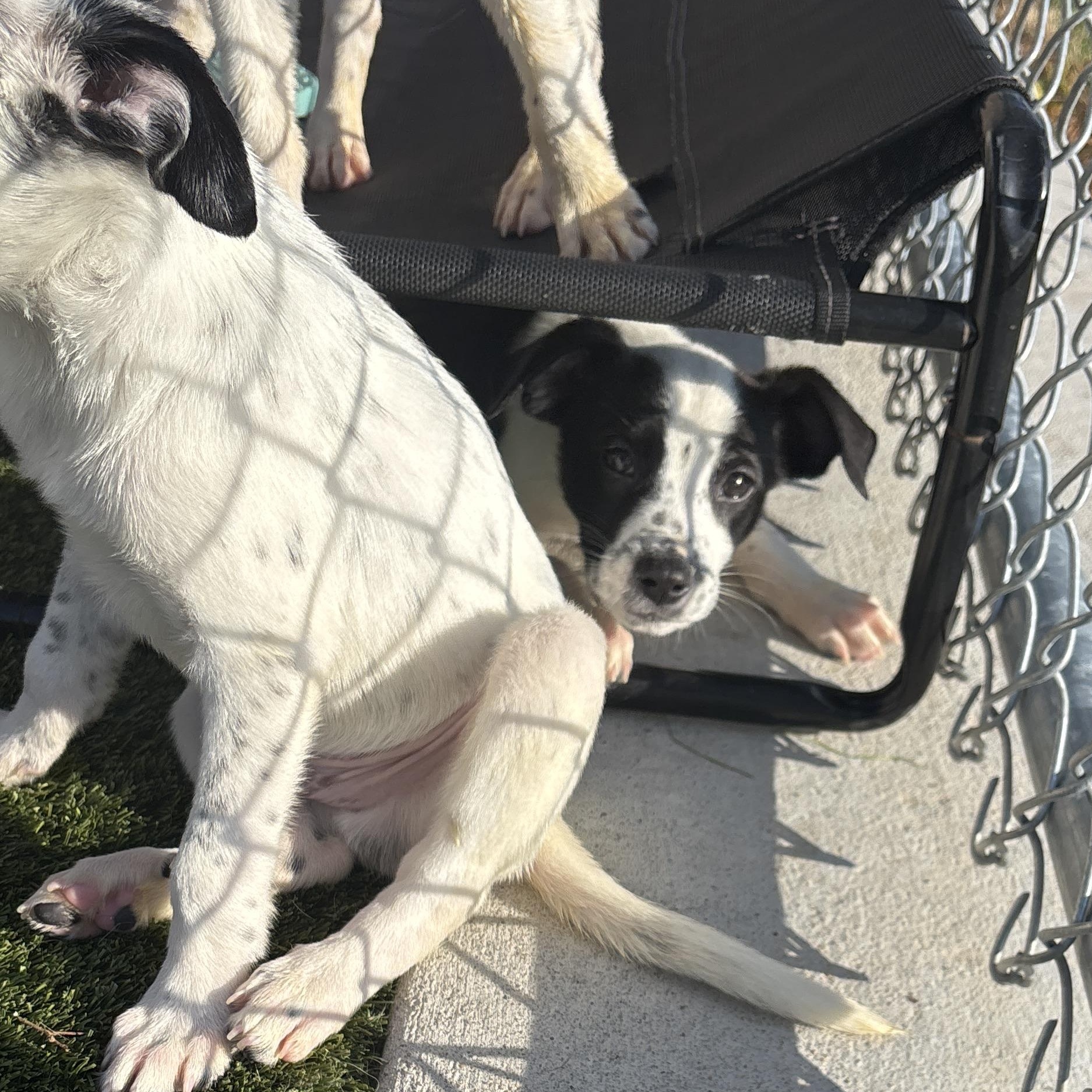 Connecticut, an adoptable mixed breed in Liberty, MO image 1/3