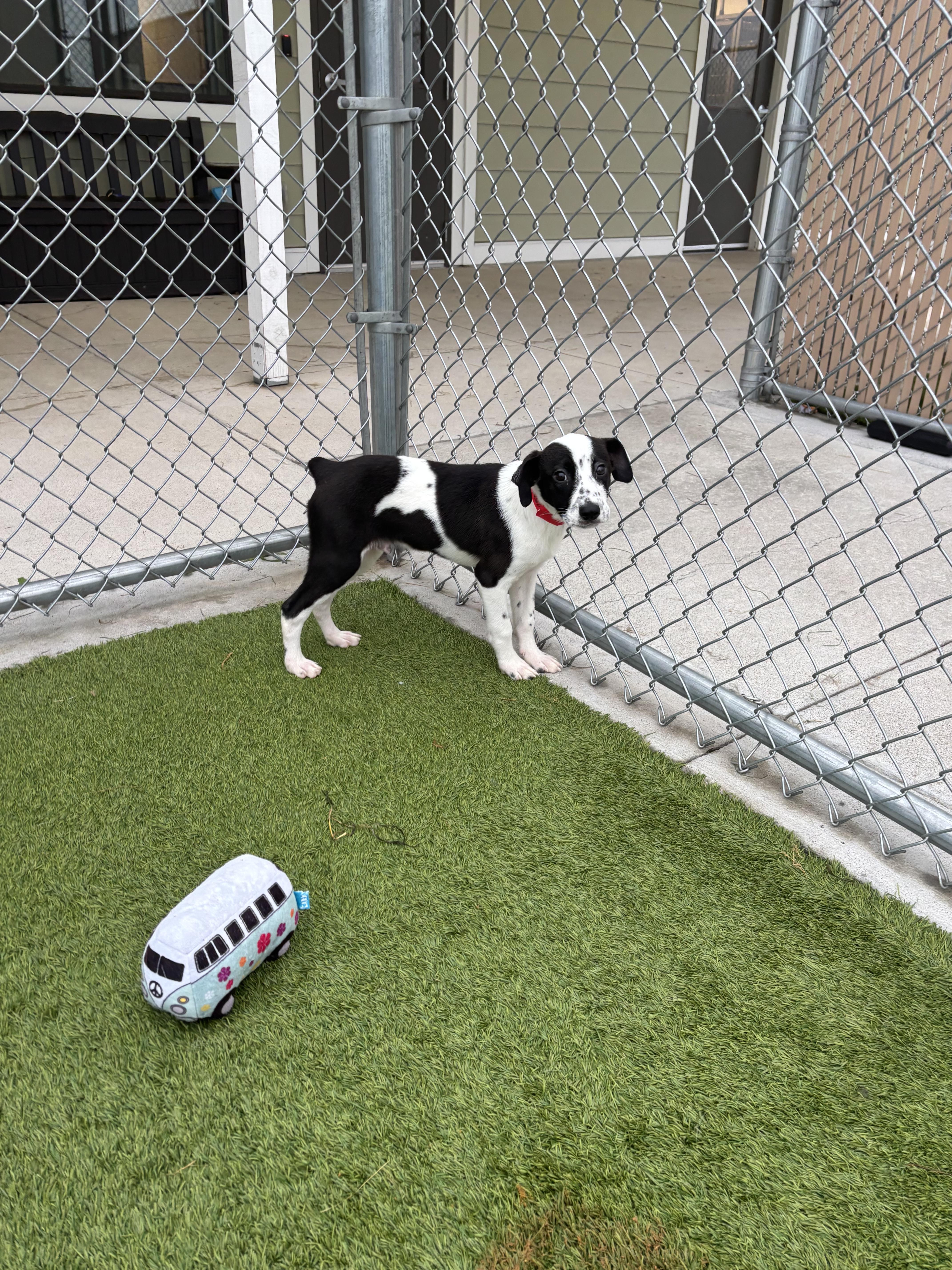 Connecticut, an adoptable mixed breed in Liberty, MO image 3/3