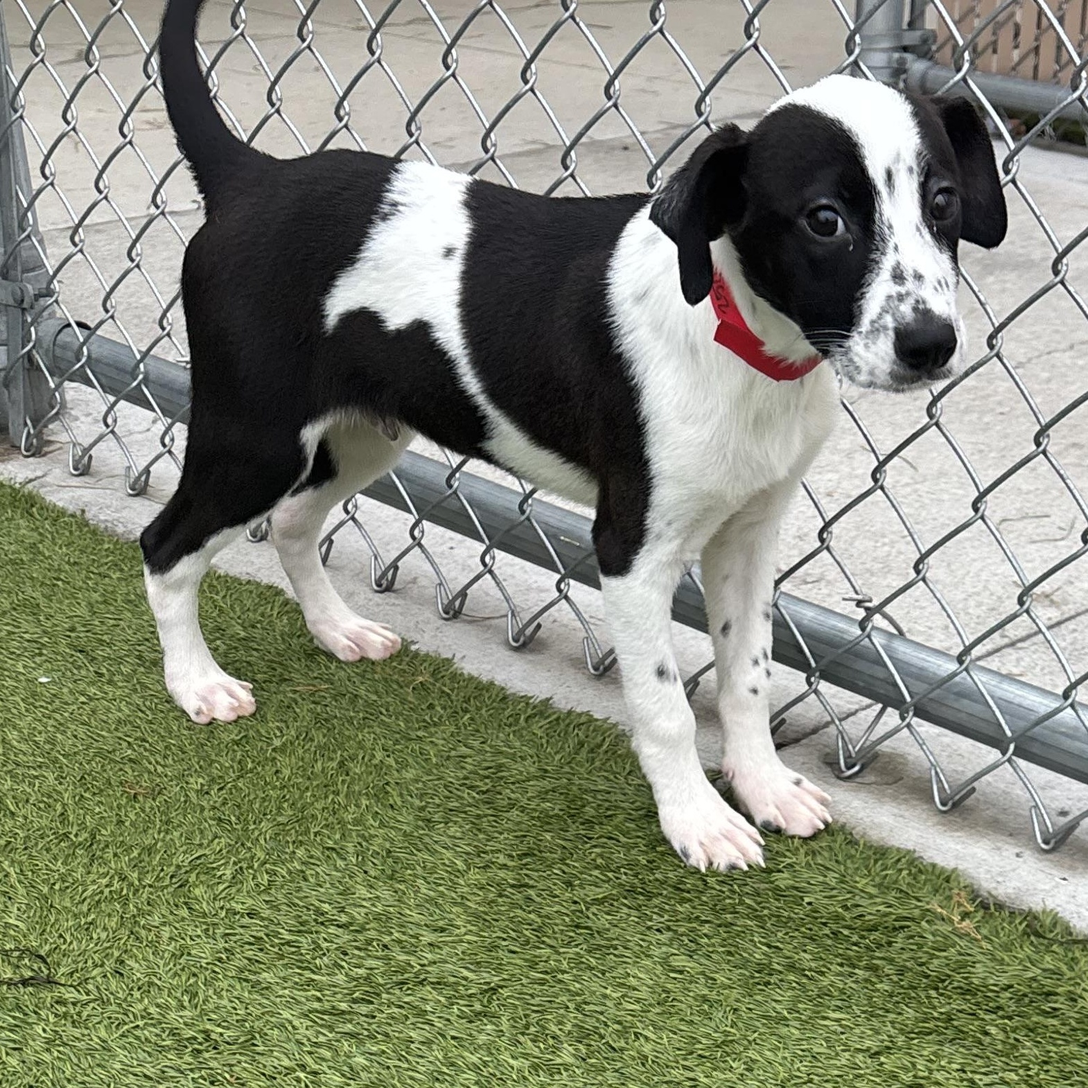 Connecticut, an adoptable mixed breed in Liberty, MO image 2/3