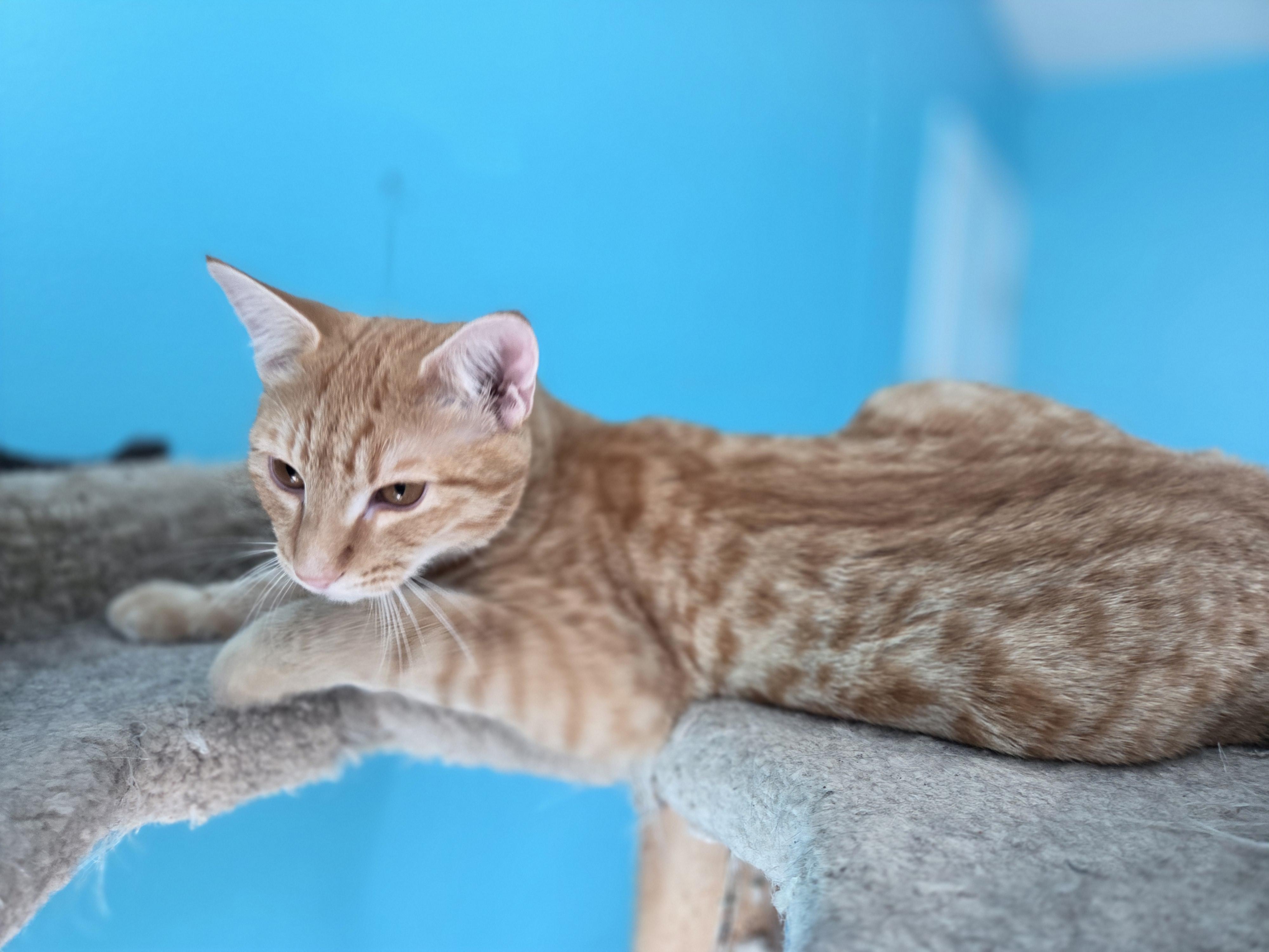 Enlarge Annie, a Adoptable Domestic Short Hair in Moore, SC image 2/4
