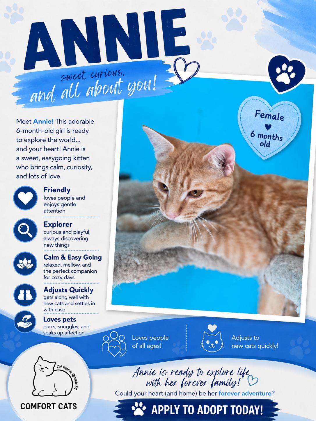Annie, Adoptable, Young Female Domestic Short Hair.