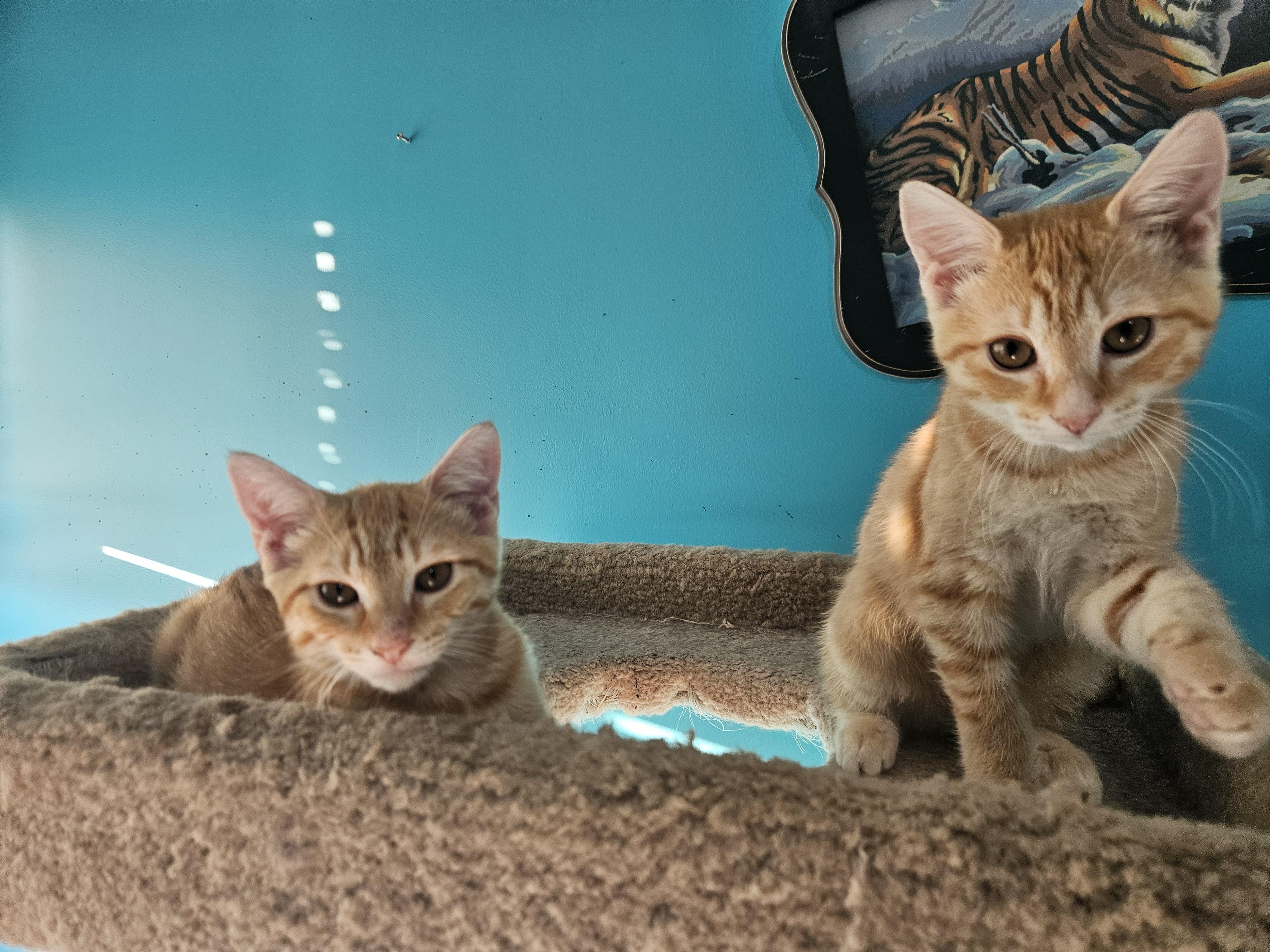 Enlarge Annie, a Adoptable Domestic Short Hair in Moore, SC image 3/4