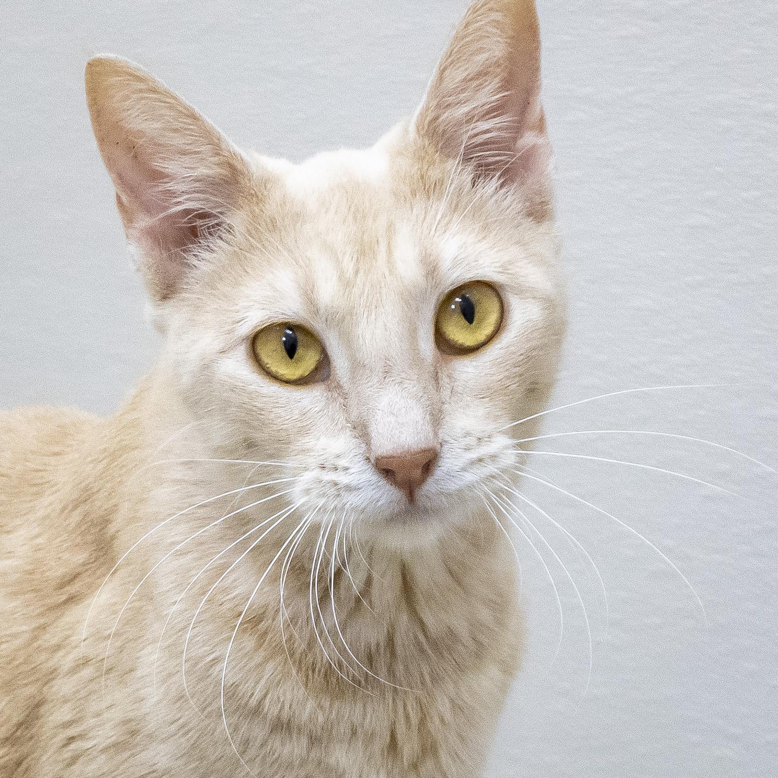 Buttercup, ADOPTABLE, Young Female Domestic Short Hair.